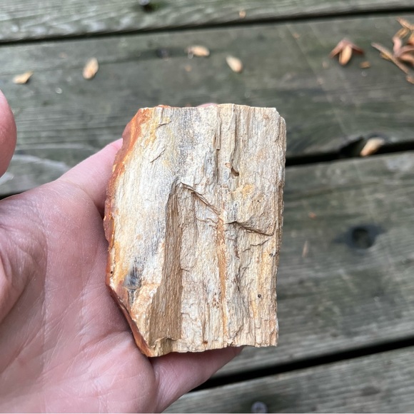 Petrified Wood 2 Piece Set - Picture 8 of 16